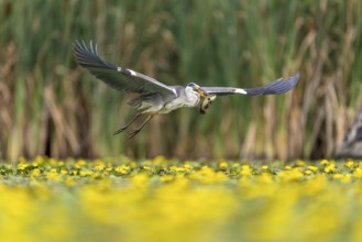 Grey heron (Ardea cinerea) flying, with fish (catfish), Race, Slovenia