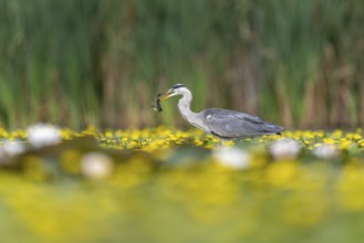 Grey heron (Ardea cinerea) in the water, with fish (catfish), Race, Slovenia