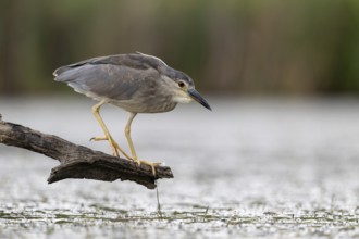 Night heron (Nycticorax nycticorax) lurking on a branch, Race, Slovenia