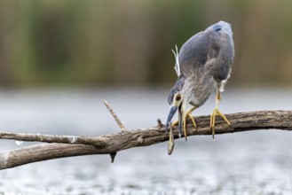 Night heron (Nycticorax nycticorax) with fish on branch, Race, Slovenia