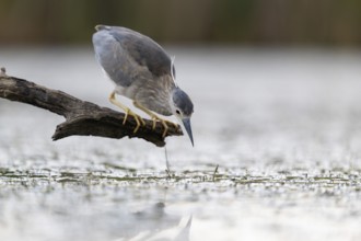 Night heron (Nycticorax nycticorax) lurking on a branch, Race, Slovenia