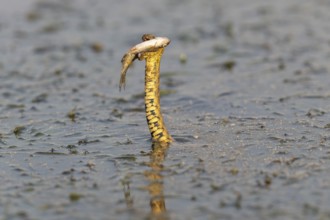 Dice snake (Natrix tessellata) Snake with fish in its mouth, swimming, Danube Delta, Romania