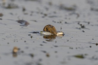 Dice snake (Natrix tessellata) Snake with fish in its mouth, swimming, Danube Delta, Romania