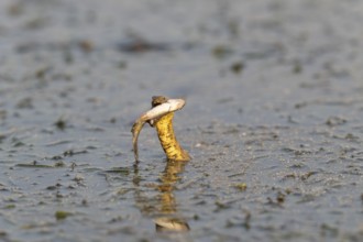Dice snake (Natrix tessellata) Snake with fish in its mouth, swimming, Danube Delta, Romania