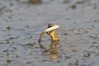 Dice snake (Natrix tessellata) Snake with fish in its mouth, swimming, Danube Delta, Romania