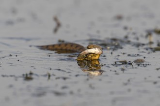 Dice snake (Natrix tessellata) Snake with fish in its mouth, swimming, Danube Delta, Romania