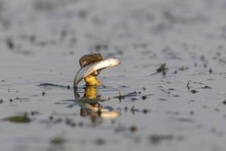 Dice snake (Natrix tessellata) Snake with fish in its mouth, swimming, Danube Delta, Romania