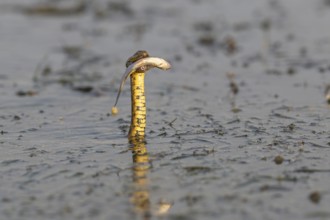 Dice snake (Natrix tessellata) Snake with fish in its mouth, swimming, Danube Delta, Romania