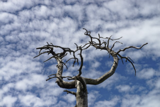 Withered tree in the Gantrisch region in the canton of Bern, Switzerland