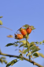 Ripe rosehip fruit of the dog rose (Rosa canina) on a branch, in front of a blue sky, Wilnsdorf,