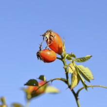 Ripe rosehip fruit of the dog rose (Rosa canina) on a branch, in front of a blue sky, Wilnsdorf,