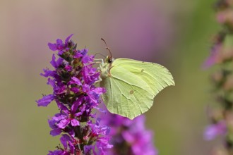 Lemon butterfly (Gonepteryx rhamni) feeding on a flower of purple loosestrife (Lythrum salicaria),