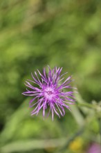 Meadow knapweed or common knapweed (Centaurea jacea), flower, Wilnsdorf, North Rhine-Westphalia,
