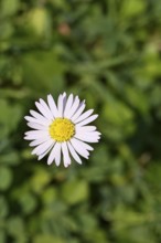 Daisy (Bellis perennis), flower on a lawn in a garden, Wilnsdorf, North Rhine-Westphalia, Germany