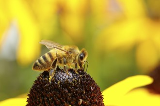 European honey bee (Apis mellifera), collecting nectar from a yellow coneflower (Echinacea
