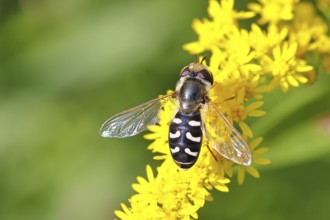 Scaeva pyrastri (Scaeva pyrastri), on Solidago canadensis (Solidago canadensis), Wilnsdorf, North