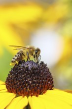 European honey bee (Apis mellifera), collecting nectar from a yellow coneflower (Echinacea
