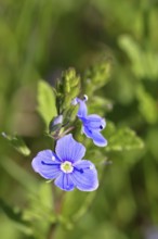 Gamander speedwell (Veronica chamaedrys), flowers in a deciduous forest, blue blossom, spring,