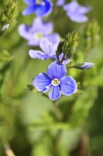 Gamander speedwell (Veronica chamaedrys), flowers in a deciduous forest, blue blossom, spring,