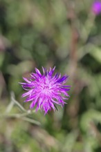 Meadow knapweed or common knapweed (Centaurea jacea), flower, Wilnsdorf, North Rhine-Westphalia,
