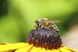 European honey bee (Apis mellifera), collecting nectar from a yellow coneflower (Echinacea