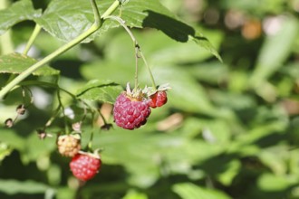 Wild raspberries (Rubus idaeus) ripe fruit on a vine in the forest, Wilnsdorf, North