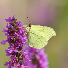 Lemon butterfly (Gonepteryx rhamni) feeding on a flower of purple loosestrife (Lythrum salicaria),