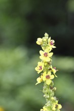 Dark mullein (Verbascum nigrum), flowers, inflorescence, in a natural garden, close-up, Wilnsdorf,