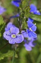 Gamander speedwell (Veronica chamaedrys), flowers in a deciduous forest, blue blossom, spring,