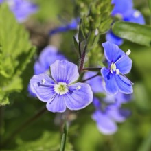 Gamander speedwell (Veronica chamaedrys), flowers in a deciduous forest, blue blossom, spring,