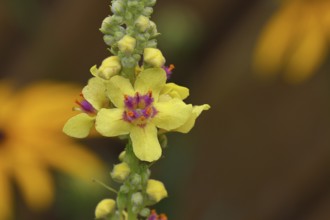 Dark mullein (Verbascum nigrum), flowers, inflorescence, close-up of a single flower, in a natural