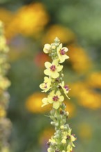 Dark mullein (Verbascum nigrum), flowers, inflorescence, in a natural garden, close-up, Wilnsdorf,
