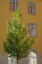 Yellow building with high windows and a tree in front of it, illuminated by sunlight, Regensburg,