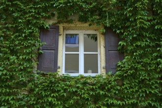 Window framed by dense ivy with wooden shutters on an old wall, Regensburg, Bavaria, Germany