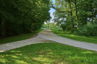 A quiet forest path with a fork in the road surrounded by green trees and soft light, Walhalla,