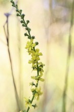 Common agrimony (Agrimonia eupatoria), also known as agrimony, medicinal plant, medicinal herbs,