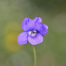 Dog violet (Viola canina), close-up of a flower at the edge of a forest, spring, Wilnsdorf, North