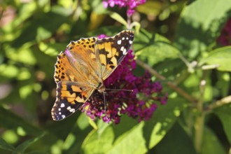 Thistle butterfly (Vanessa cardui) on a Buddleja davidii flower, Wilnsdorf, North Rhine-Westphalia,