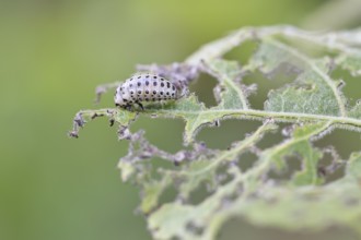 Poplar leaf beetle, larva ready to pupate on a leaf that has been eaten away, Trupacher Heide