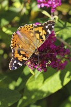 Thistle butterfly (Vanessa cardui) on a Buddleja davidii flower, Wilnsdorf, North Rhine-Westphalia,