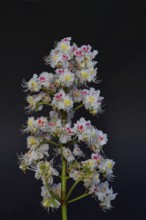 Horse chestnut (Aesculus hippocastanum), flower, inflorescence against a black background,