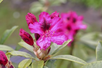 Rhododendron flowers (Rhododendron Homer), red flowers, in a garden, Wilnsdorf, North