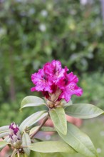 Rhododendron flowers (Rhododendron Homer), red flowers, in a garden, Wilnsdorf, North