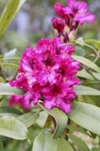 Rhododendron flowers (Rhododendron Homer), red flowers, in a garden, Wilnsdorf, North