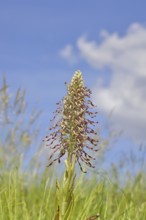 Goat's tongue (Himantoglossum hircinum), inflorescence with open white-purple flowers, in a meadow