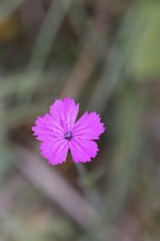 Heath carnation (Dianthus deltoides) in bloom, Trupacher Heide nature reserve, Siegen, North