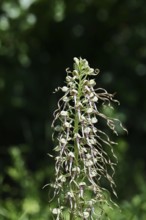 Goat's tongue (Himantoglossum hircinum), inflorescence with open white-purple flowers, in front of