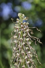 Goat's tongue (Himantoglossum hircinum), inflorescence with open white-purple flowers, in front of