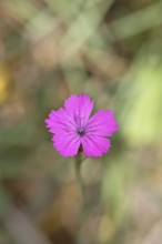 Heath carnation (Dianthus deltoides) in bloom, Trupacher Heide nature reserve, Siegen, North