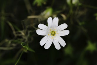 Greater stitchwort (Stella holostea), flowering in the forest, close-up, spring, Wilnsdorf, North